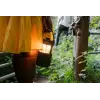 Pure Woodland Glow - Bilde 6